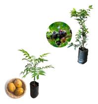 Kit 2 Mudas - 1 Cajá Manga Anã + 1 Jabuticaba Hibrida Kit 2 Mudas - 1 Cajá Manga Anã + 1 Jabuticaba Hibrida