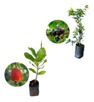 Kit 2 Mudas - 1 Caju Anão Vermelho + 1 Jabuticaba Hibrida Kit 2 Mudas - 1 Caju Anão Vermelho + 1 Jabuticaba Hibrida