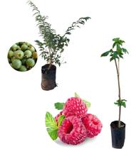 Kit 2 Mudas - 1 Framboesa Vermelha + 1 Gabiroba - AMK - Jardinagem e Paisagismo