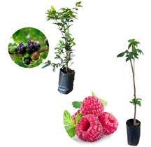 Kit 2 Mudas - 1 Framboesa Vermelha + 1 Jabuticaba Hibrida Kit 2 Mudas - 1 Framboesa Vermelha + 1 Jabuticaba Hibrida
