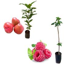 Kit 2 Mudas - 1 Framboesa Vermelha + 1 Jambo Roxo