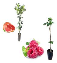 Kit 2 Mudas - 1 Framboesa Vermelha + 1 Laranja Sanguínea Kit 2 Mudas - 1 Framboesa Vermelha + 1 Laranja Sanguínea