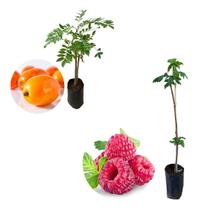 Kit 2 Mudas - 1 Framboesa Vermelha + 1 Seriguela Kit 2 Mudas - 1 Framboesa Vermelha + 1 Seriguela