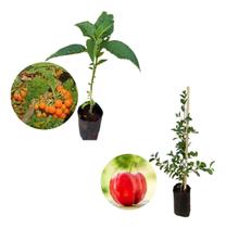 Kit 2 Mudas - 1 Fruta Do Sabia + 1 Acerola Doce