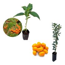 Kit 2 Mudas - 1 Fruta Do Sabia + 1 Laranja Kinkan - AMK - Jardinagem e Paisagismo