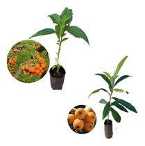 Kit 2 Mudas - 1 Fruta Do Sabia + 1 Nêspera (ameixa Amarela)