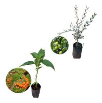 Kit 2 Mudas - 1 Fruta Do Sabia + 1 Oliveira Kit 2 Mudas - 1 Fruta Do Sabia + 1 Oliveira