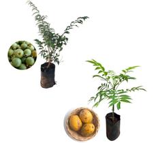 Kit 2 Mudas - 1 Gabiroba + 1 Cajá Manga Anão - AMK - Jardinagem e Paisagismo