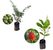 Kit 2 Mudas - 1 Gabiroba + 1 Caju Anão Vermelho - AMK - Jardinagem e Paisagismo