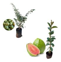Kit 2 Mudas - 1 Gabiroba + 1 Goiaba Tailandesa - AMK - Jardinagem e Paisagismo