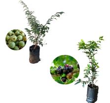 Kit 2 Mudas - 1 Gabiroba + 1 Jabuticaba Hibrida - AMK - Jardinagem e Paisagismo