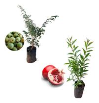 Kit 2 Mudas - 1 Gabiroba + 1 Romã Americana - AMK - Jardinagem e Paisagismo