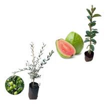 Kit 2 Mudas - 1 Goiaba Tailandesa + 1 Oliveira Kit 2 Mudas - 1 Goiaba Tailandesa + 1 Oliveira