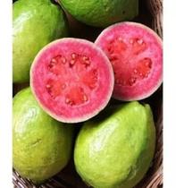 Kit - 2 Mudas - 1 Goiaba Vermelha E 1 Goiaba Roxa