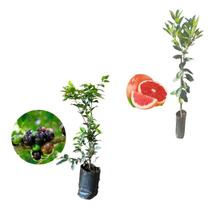 Kit 2 Mudas - 1 Jabuticaba Hibrida + 1 Laranja Sanguínea Kit 2 Mudas - 1 Jabuticaba Hibrida + 1 Laranja Sanguínea