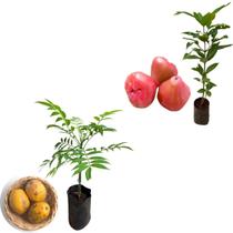 Kit 2 Mudas - 1 Jambo Roxo + 1 Cajá Manga Anã