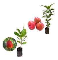 Kit 2 Mudas - 1 Jambo Roxo + 1 Caju Anão Vermelho