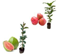 Kit 2 Mudas - 1 Jambo Roxo + 1 Goiaba Tailandesa