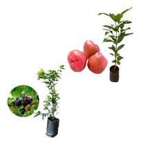 Kit 2 Mudas - 1 Jambo Roxo + 1 Jabuticaba Hibrida Kit 2 Mudas - 1 Jambo Roxo + 1 Jabuticaba Hibrida