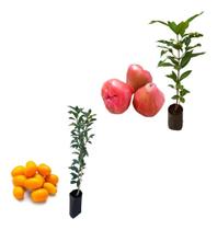 Kit 2 Mudas - 1 Jambo Roxo + 1 Laranja Kinkan