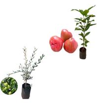 Kit 2 Mudas - 1 Jambo Roxo + 1 Oliveira Kit 2 Mudas - 1 Jambo Roxo + 1 Oliveira