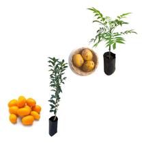 Kit 2 Mudas - 1 Laranja Kinkan + 1 Cajá Manga Anã Kit 2 Mudas - 1 Laranja Kinkan + 1 Cajá Manga Anã