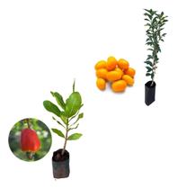 Kit 2 Mudas - 1 Laranja Kinkan + 1 Caju Vermelho Anão Kit 2 Mudas - 1 Laranja Kinkan + 1 Caju Vermelho Anão