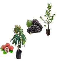 Kit 2 Mudas - 1 Lichia + 1 Amora Italiana Gigante Kit 2 Mudas - 1 Lichia + 1 Amora Italiana Gigante