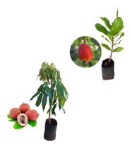 Kit 2 Mudas - 1 Lichia + 1 Caju Vermelho Anão