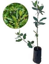 Kit 2 Mudas - 1 Louro + 1 Cravo Da India