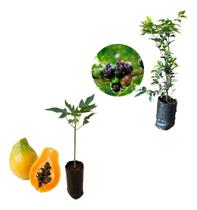 Kit 2 Mudas - 1 Mamão Papaia + 1 Jabuticaba Hibrida Kit 2 Mudas - 1 Mamão Papaia + 1 Jabuticaba Hibrida