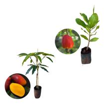 Kit 2 Mudas - 1 Manga Palmer + 1 Caju Anão Vermelho