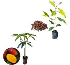 Kit 2 Mudas - 1 Manga Palmer + 1 Cravo Da Índia Kit 2 Mudas - 1 Manga Palmer + 1 Cravo Da Índia