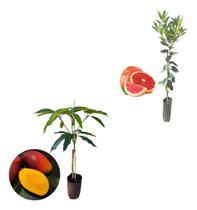 Kit 2 Mudas - 1 Manga Palmer + 1 Laranja Sanguínea