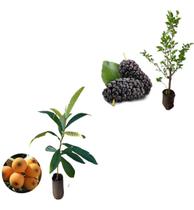 Kit 2 Mudas - 1 Nêspera Gigante + 1 Amora Italiana Gigante