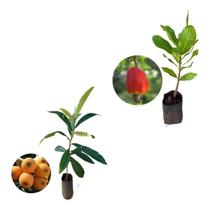 Kit 2 Mudas - 1 Nêspera Gigante + 1 Caju Anão Vermelho Kit 2 Mudas - 1 Nêspera Gigante + 1 Caju Anão Vermelho