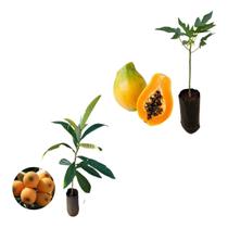 Kit 2 Mudas - 1 Nêspera Gigante + 1 Mamão Papaia