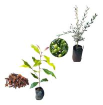 Kit 2 Mudas - 1 Oliveira + 1 Cravo Da Índia - Fácil Plantio Kit 2 Mudas - 1 Oliveira + 1 Cravo Da Índia - Fácil Plantio