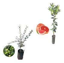 Kit 2 Mudas - 1 Oliveira + 1 Laranja Sanguínea Kit 2 Mudas - 1 Oliveira + 1 Laranja Sanguínea