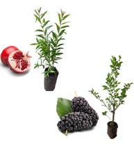 Kit 2 Mudas - 1 Romã Americana + 1 Amora Italiana Gigante