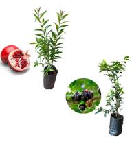 Kit 2 Mudas - 1 Romã Americana + 1 Jabuticaba Hibrida Kit 2 Mudas - 1 Romã Americana + 1 Jabuticaba Hibrida