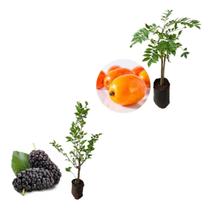 Kit 2 Mudas - 1 Seriguela + 1 Amora Italiana Gigante