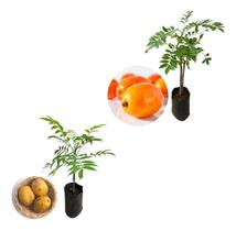 Kit 2 Mudas - 1 Seriguela + 1 Cajá Manga Anã