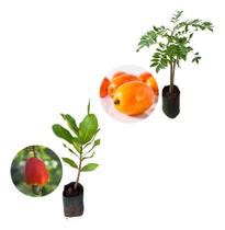 Kit 2 Mudas - 1 Seriguela + 1 Caju Anão Vermelho Kit 2 Mudas - 1 Seriguela + 1 Caju Anão Vermelho