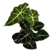 Kit 2 Mudas Alocasia Black Velvet E Polly Plantas Naturais Kit 2 Mudas Alocasia Black Velvet E Polly Plantas Naturais
