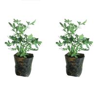 Kit 2 Mudas Arruda + Manual Planta De Proteção Espiritual