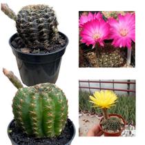 Kit 2 Mudas Cacto Lobivia Amarela Pink Top Para Colecionador