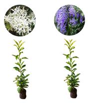 Kit 2 Mudas De Flor De São Miguel - Roxa E Branca