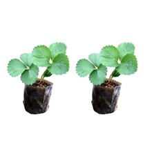 Kit 2 Mudas De Morango Planta Frutífera Para Horta E Jardim Kit 2 Mudas De Morango Planta Frutífera Para Horta E Jardim