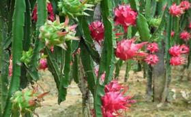 Kit 2 Mudas De Pitaya Boreal Red Polpa Vermelha Autofertil